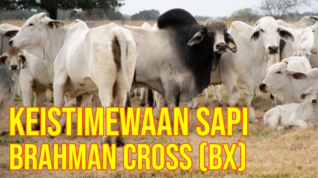 Keistimewaan Sapi Brahman Cross BX.jpg